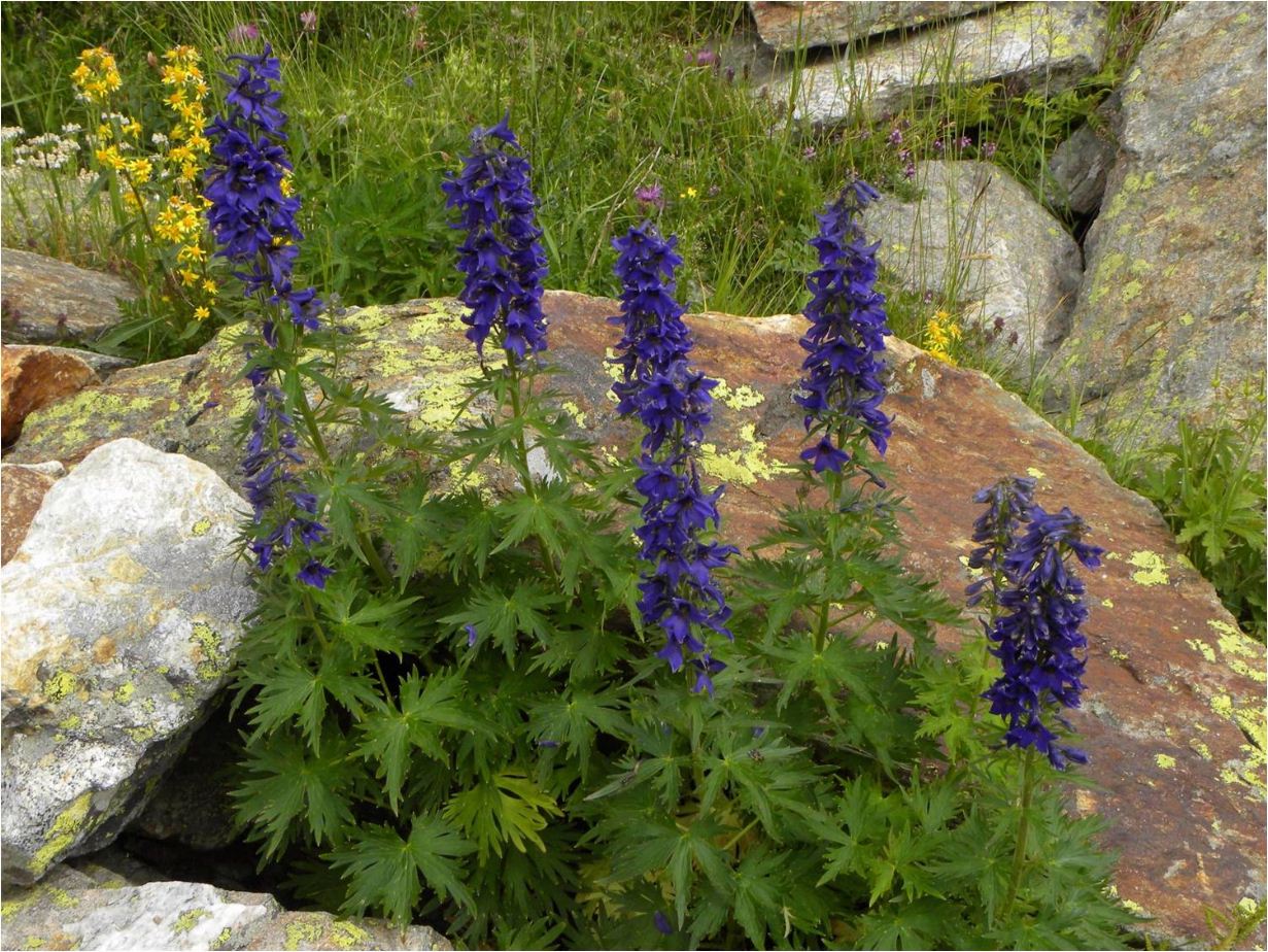 Delphinium elatum / Speronella elevata